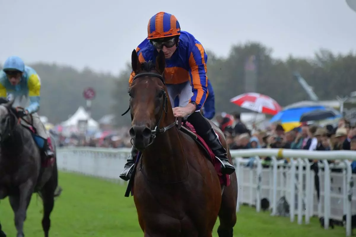 Paddington in action at Goodwood