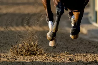 Road to the Kentucky Derby