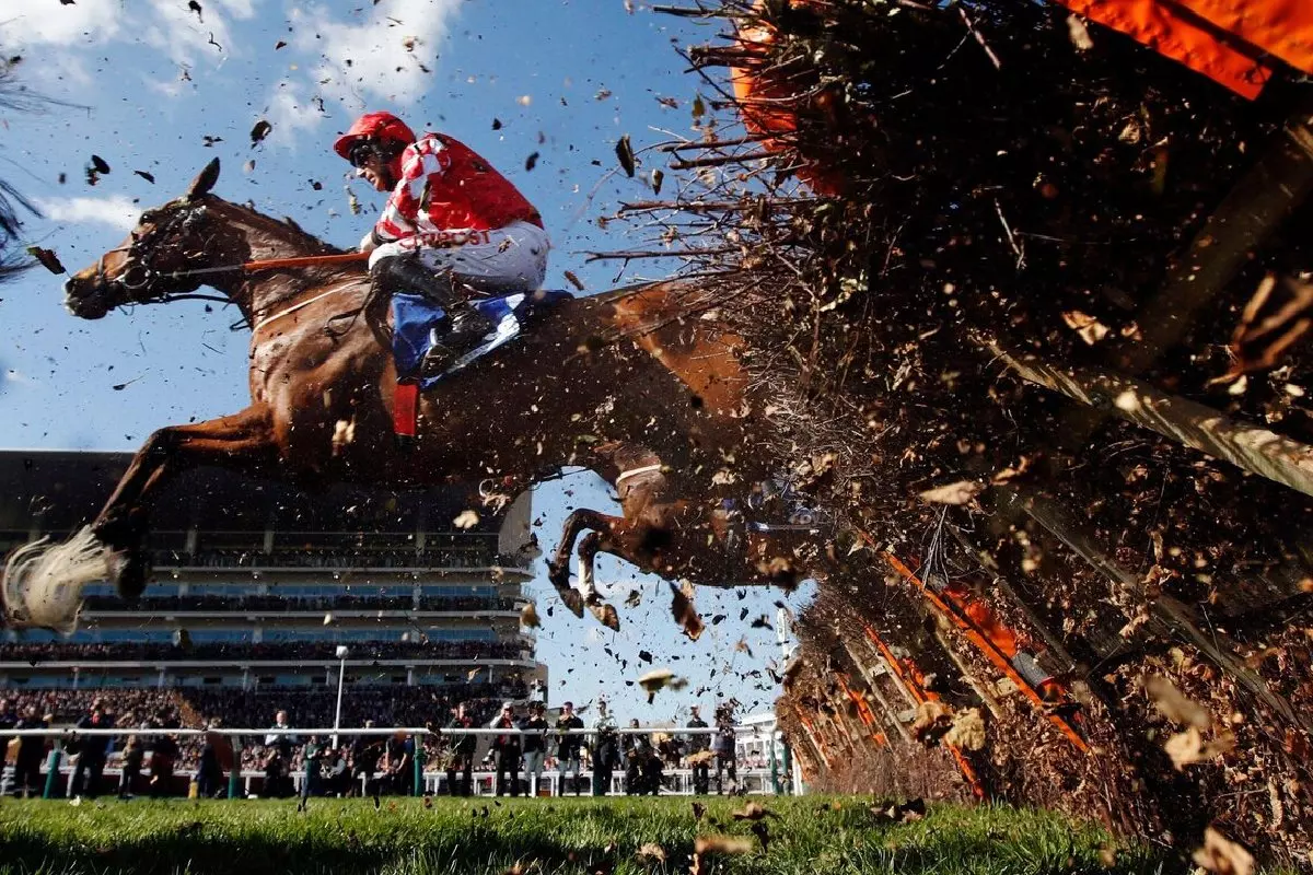 Colonel Mustard at Cheltenham