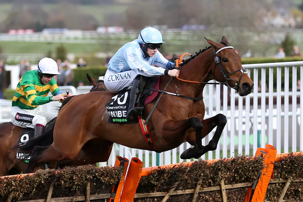 Honeysuckle Cheltenham