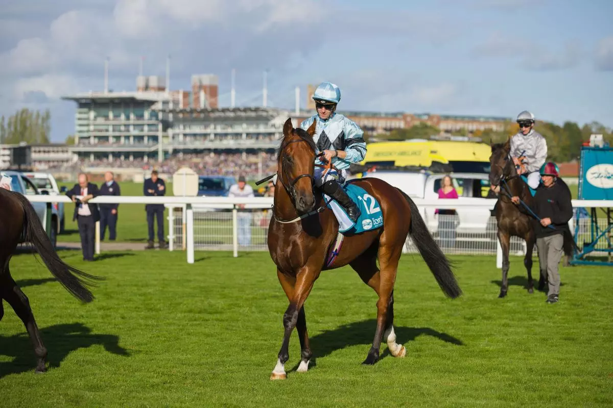 Jockey Kevin Stott waiting at the starting gates at York Races atop Modesty - May 2023