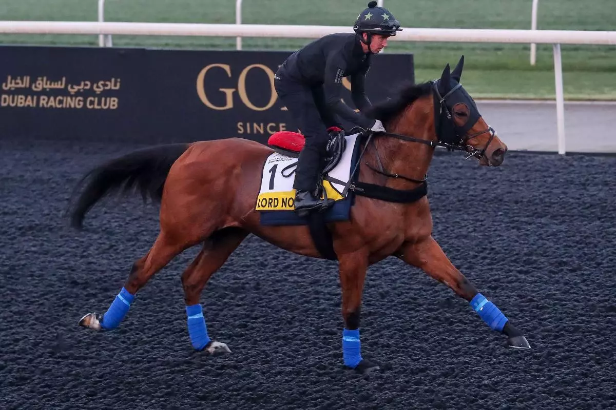 Lord North exercises in preparation for the Dubai Turf at Meydan Racecourse in Meydan