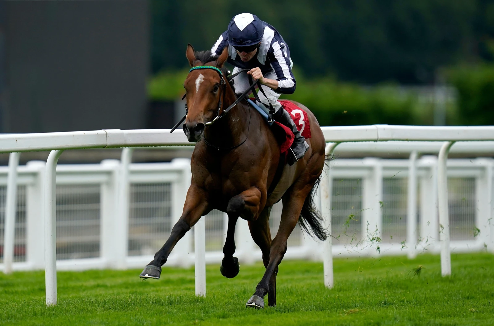 Celestial Orbit ridden by Jamie Spencer