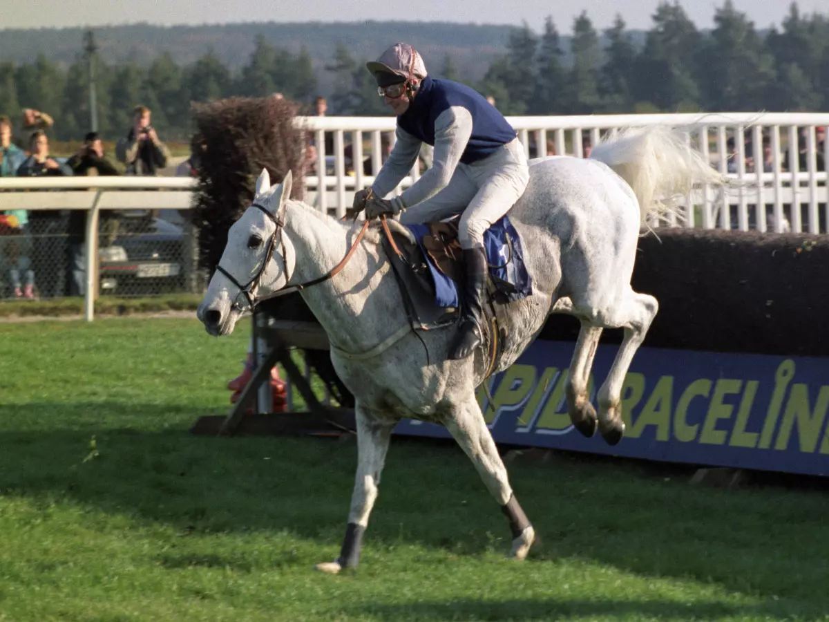 Desert Orchid in his heyday
