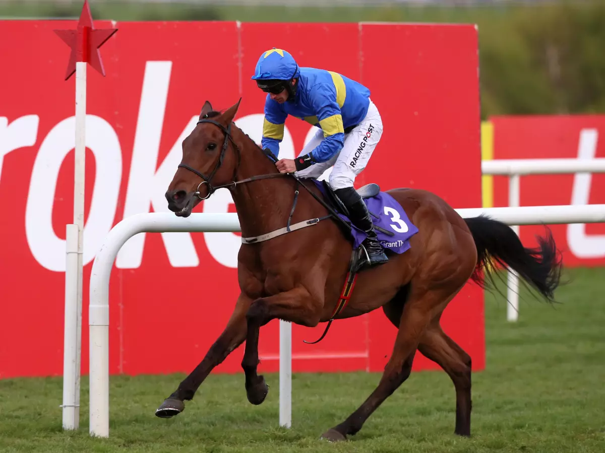 Dysart Dynamo could run at Punchestown on Sunday