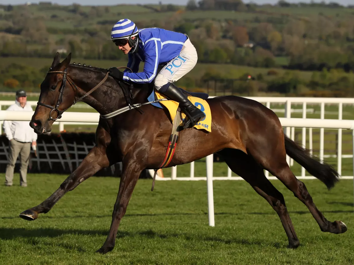 Energumene has been hugely impressive since joining Willie Mullins