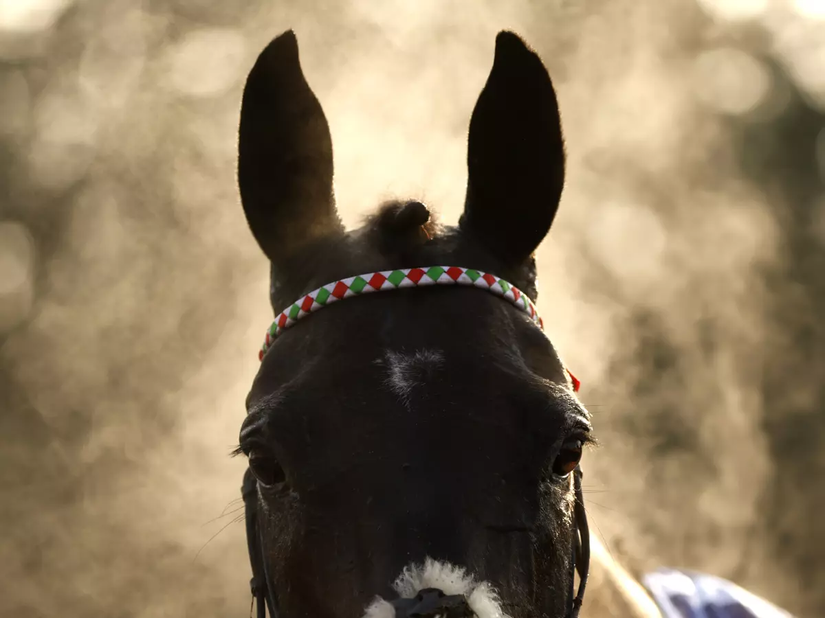 Mister Fisher after his Kempton triumph
