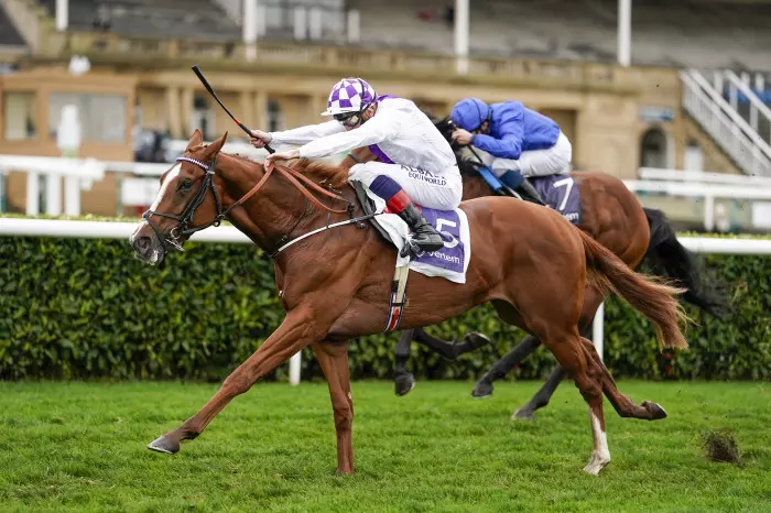 Mac Swiney is one of two Classic contenders from Jim Bolger's stable