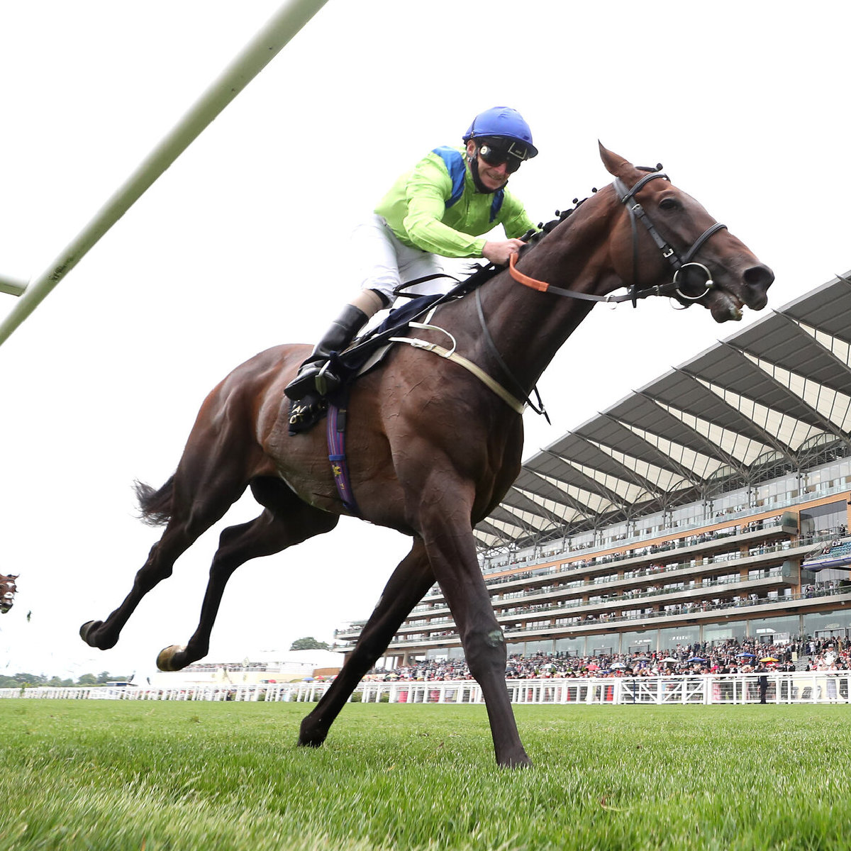 Subjectivist brings home the Gold Cup at Royal Ascot